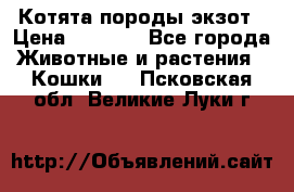 Котята породы экзот › Цена ­ 7 000 - Все города Животные и растения » Кошки   . Псковская обл.,Великие Луки г.